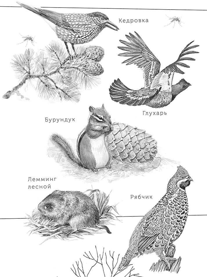 Иллюстрация к книге — Умный дикобраз [i_047.jpg]