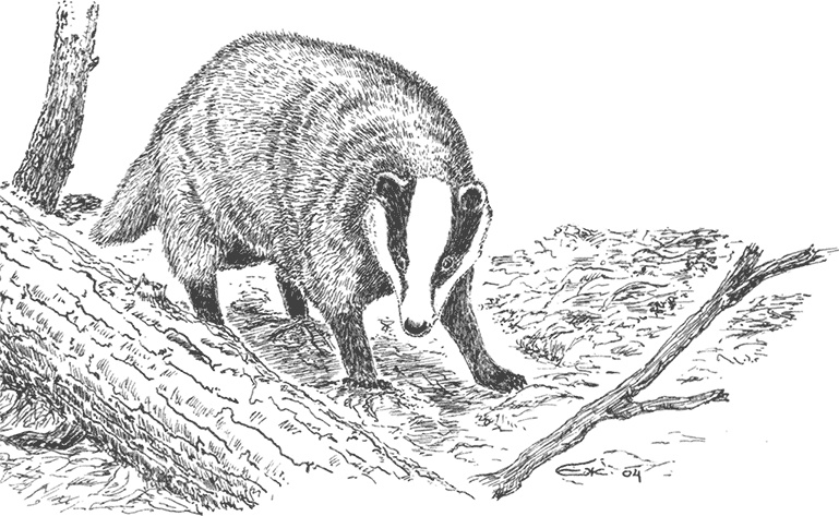 Иллюстрация к книге — Умный дикобраз [i_050.jpg]