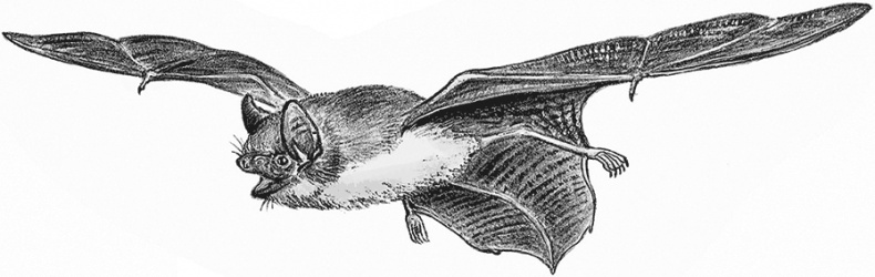 Иллюстрация к книге — Умный дикобраз [i_051.jpg]