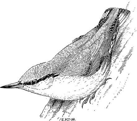 Иллюстрация к книге — Умный дикобраз [i_052.jpg]