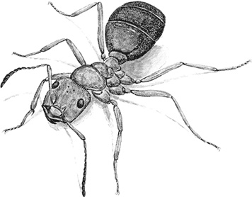 Иллюстрация к книге — Умный дикобраз [i_053.jpg]