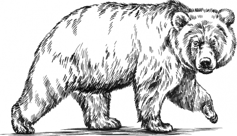 Иллюстрация к книге — Умный дикобраз [i_054.jpg]