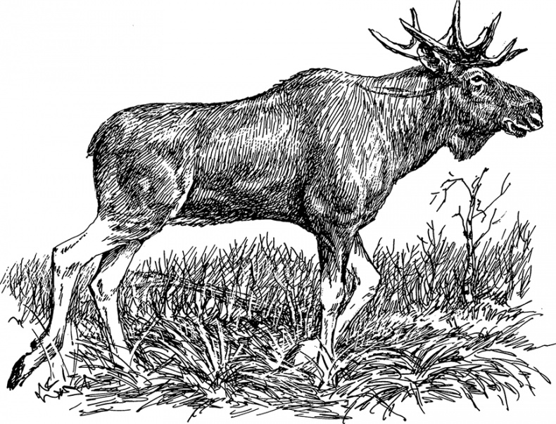 Иллюстрация к книге — Умный дикобраз [i_055.jpg]