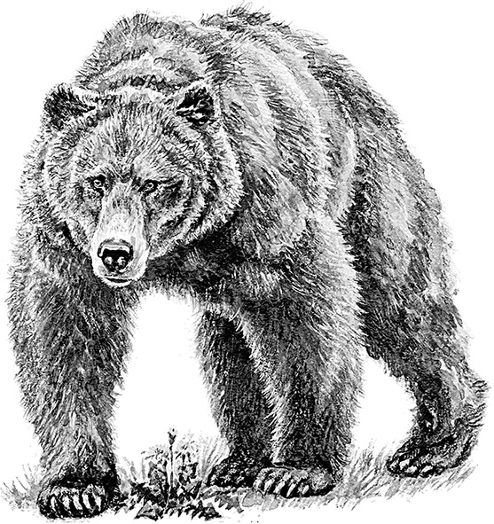 Иллюстрация к книге — Умный дикобраз [i_056.jpg]