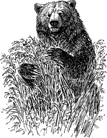 Иллюстрация к книге — Умный дикобраз [i_058.jpg]