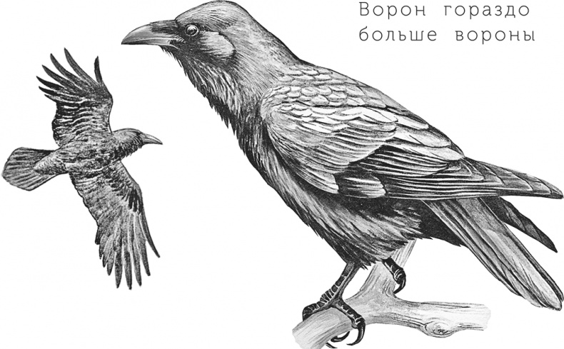 Иллюстрация к книге — Умный дикобраз [i_060.jpg]