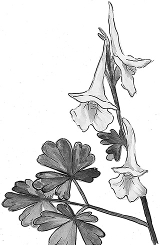 Иллюстрация к книге — Умный дикобраз [i_063.jpg]