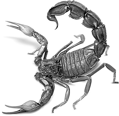 Иллюстрация к книге — Умный дикобраз [i_064.jpg]