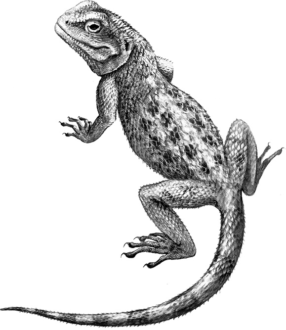 Иллюстрация к книге — Умный дикобраз [i_067.jpg]