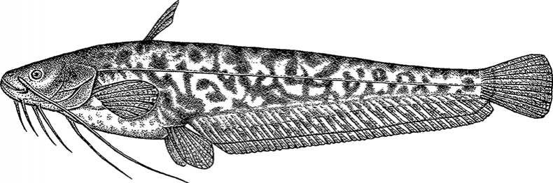 Иллюстрация к книге — Умный дикобраз [i_073.jpg]