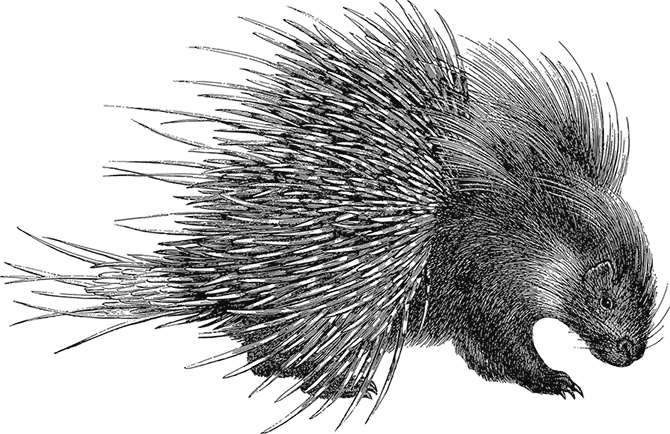 Иллюстрация к книге — Умный дикобраз [i_074.jpg]