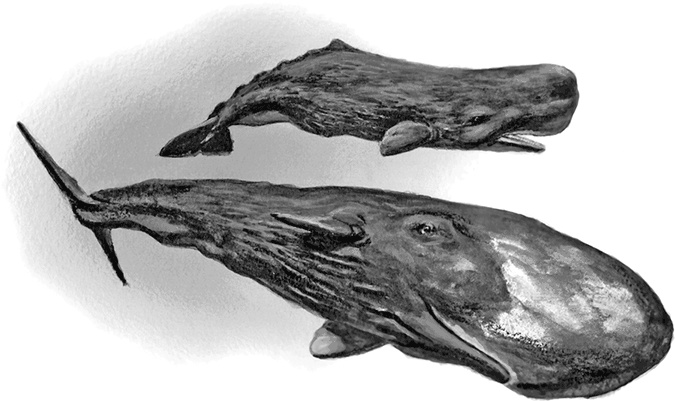 Иллюстрация к книге — Умный дикобраз [i_080.jpg]