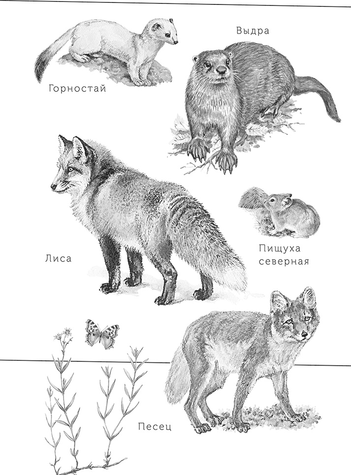 Иллюстрация к книге — Умный дикобраз [i_082.jpg]