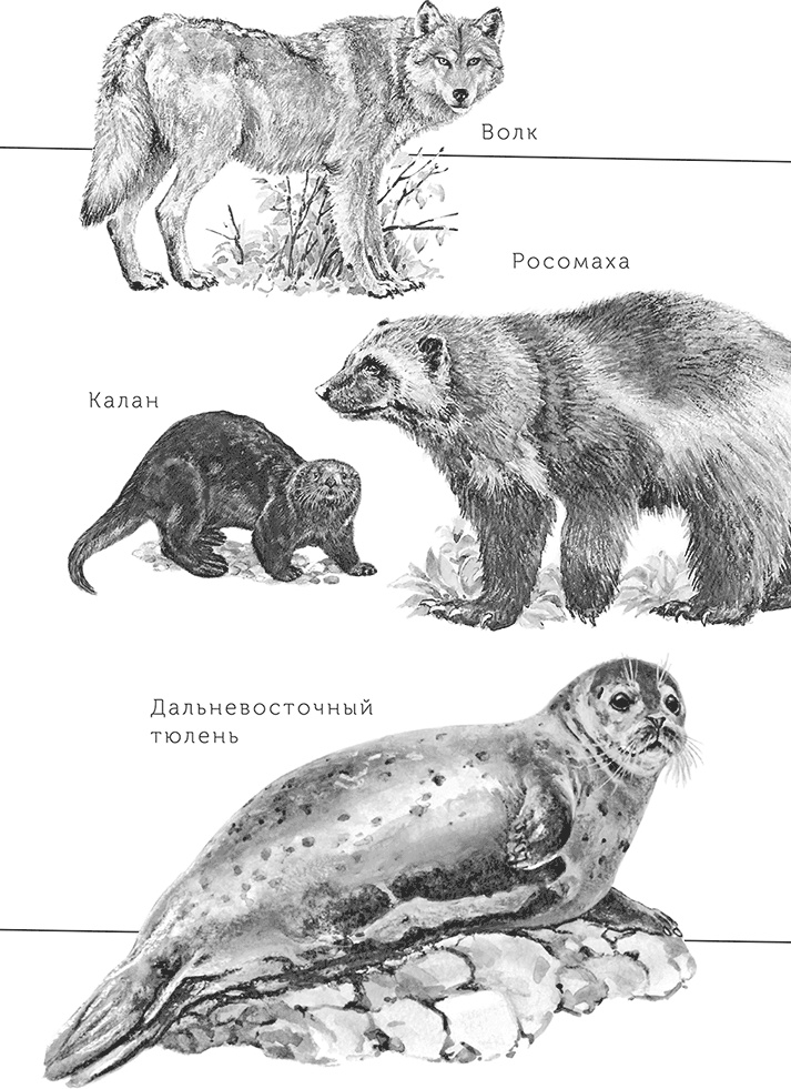 Иллюстрация к книге — Умный дикобраз [i_083.jpg]