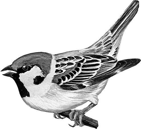 Иллюстрация к книге — Умный дикобраз [i_085.jpg]