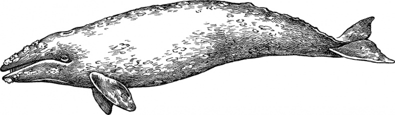 Иллюстрация к книге — Умный дикобраз [i_086.jpg]