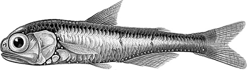 Иллюстрация к книге — Умный дикобраз [i_087.jpg]