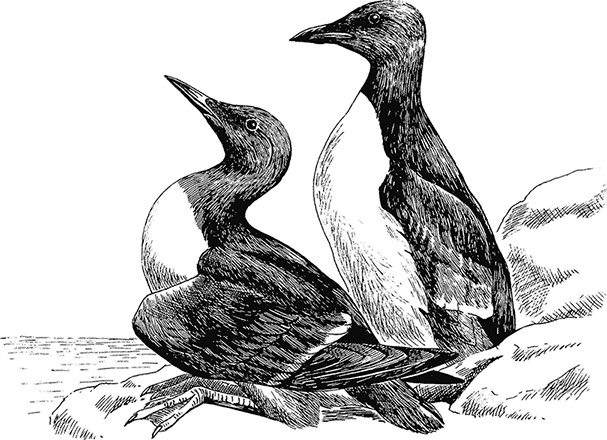 Иллюстрация к книге — Умный дикобраз [i_088.jpg]