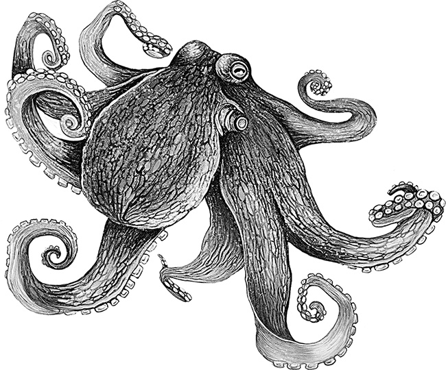 Иллюстрация к книге — Умный дикобраз [i_090.jpg]