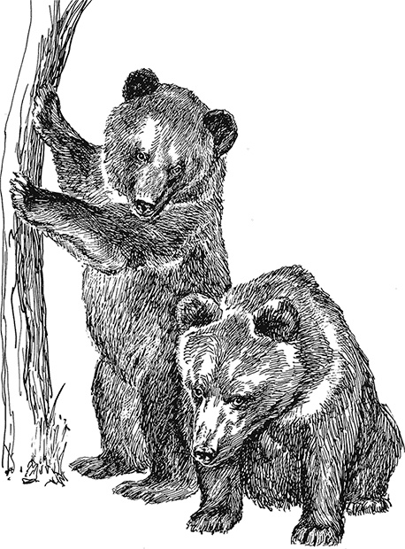 Иллюстрация к книге — Умный дикобраз [i_100.jpg]