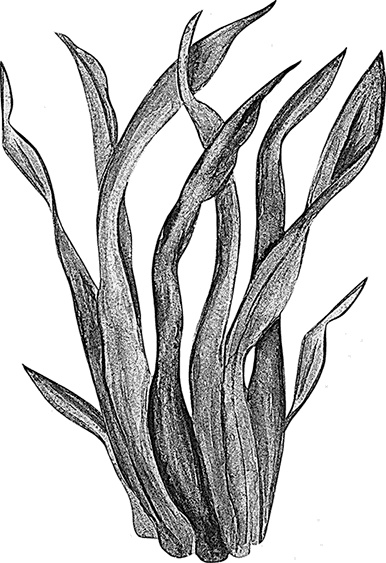 Иллюстрация к книге — Умный дикобраз [i_101.jpg]