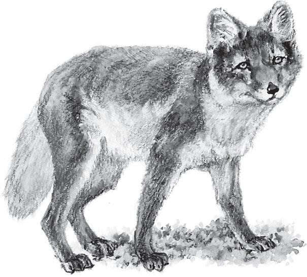 Иллюстрация к книге — Живые домики. С вопросами и ответами для почемучек [_10.jpg]