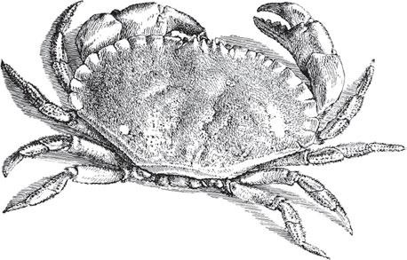 Иллюстрация к книге — Живые домики. С вопросами и ответами для почемучек [_100.jpg]