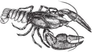 Иллюстрация к книге — Живые домики. С вопросами и ответами для почемучек [_14.jpg]