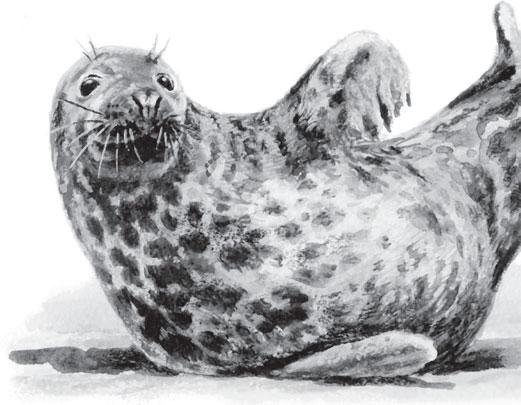 Иллюстрация к книге — Живые домики. С вопросами и ответами для почемучек [_23.jpg]