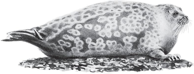 Иллюстрация к книге — Живые домики. С вопросами и ответами для почемучек [_25.jpg]