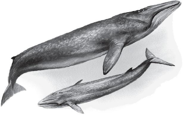 Иллюстрация к книге — Живые домики. С вопросами и ответами для почемучек [_26.jpg]