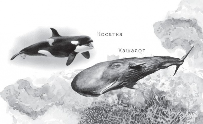 Иллюстрация к книге — Живые домики. С вопросами и ответами для почемучек [_27.jpg]