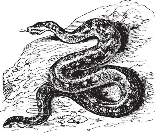 Иллюстрация к книге — Живые домики. С вопросами и ответами для почемучек [_31.jpg]