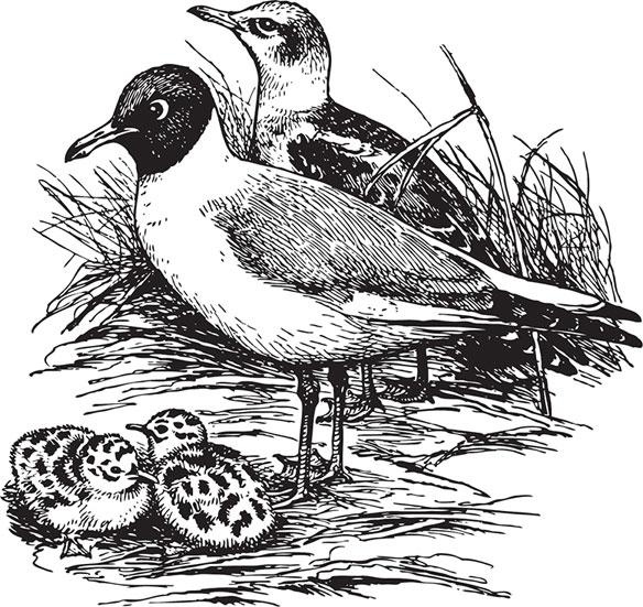 Иллюстрация к книге — Живые домики. С вопросами и ответами для почемучек [_4.jpg]