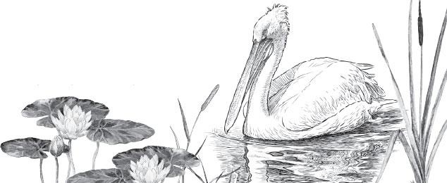 Иллюстрация к книге — Живые домики. С вопросами и ответами для почемучек [_41.jpg]