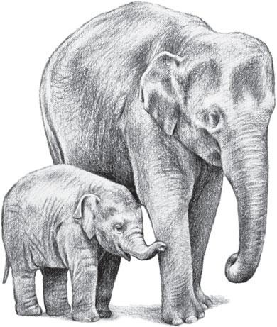 Иллюстрация к книге — Живые домики. С вопросами и ответами для почемучек [_49.jpg]