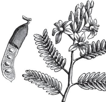 Иллюстрация к книге — Живые домики. С вопросами и ответами для почемучек [_55.jpg]