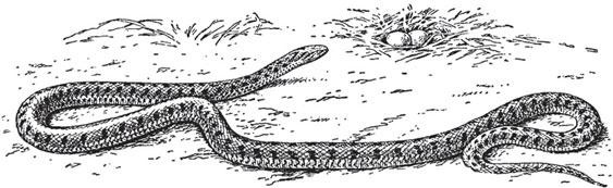 Иллюстрация к книге — Живые домики. С вопросами и ответами для почемучек [_62.jpg]