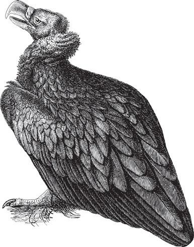 Иллюстрация к книге — Живые домики. С вопросами и ответами для почемучек [_63.jpg]