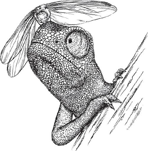 Иллюстрация к книге — Живые домики. С вопросами и ответами для почемучек [_64.jpg]