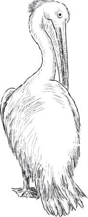 Иллюстрация к книге — Живые домики. С вопросами и ответами для почемучек [_69.jpg]