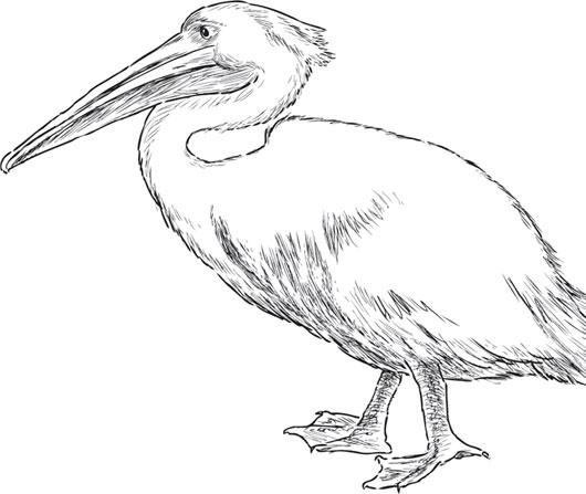 Иллюстрация к книге — Живые домики. С вопросами и ответами для почемучек [_70.jpg]