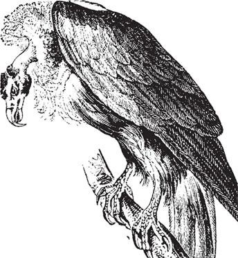 Иллюстрация к книге — Живые домики. С вопросами и ответами для почемучек [_93.jpg]