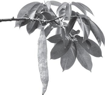 Иллюстрация к книге — Живые домики. С вопросами и ответами для почемучек [_98.jpg]