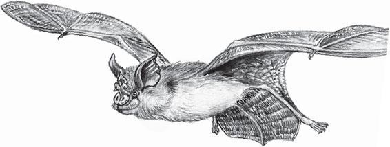 Иллюстрация к книге — Живые домики. С вопросами и ответами для почемучек [_99.jpg]