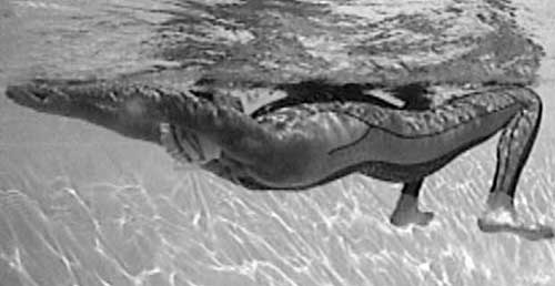 Иллюстрация к книге — Как рыба в воде. Эффективные техники плавания, доступные каждому [i_045.jpg]