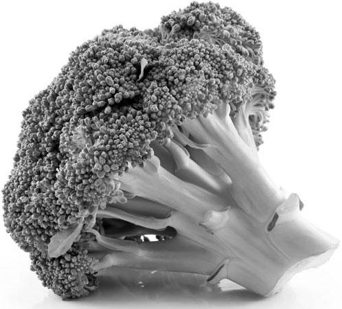 Иллюстрация к книге — Новый счетчик калорий [_31.jpg]