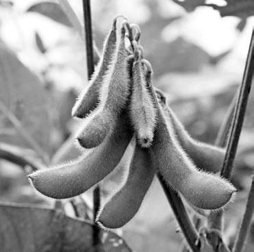 Иллюстрация к книге — Новый счетчик калорий [_89.jpg]