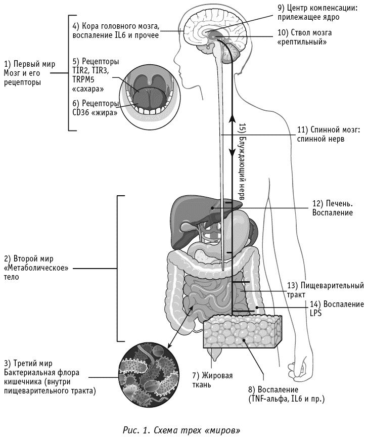 Иллюстрация к книге — Мы все в шаге от диабета. Остановите губительную тягу к сахару и не допустите развития диабета 2-го типа [_067.jpg]