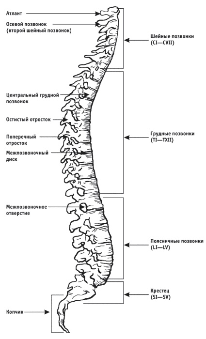 Иллюстрация к книге — Грыжа позвоночника. Безоперационное лечение и профилактика [_007.jpg]